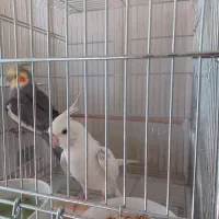 جفت عروس هلندی