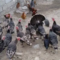 حیوانات|حیوانات مزرعه|مشگین شهر, |دیوار