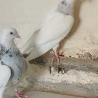 نروماده سینه سیاه کله سرخ و طوقی هفت رنگ|پرنده|مشهد, گلبرگ شمالی|دیوار