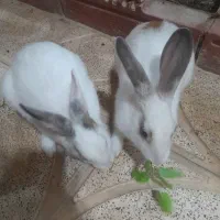 فروش دو عدد خرگوش