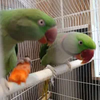 شاه طوطی مولد ساله گربه بریتیش قناری موزایکی اوپال