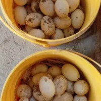 اردک بالغ سنگین مناسب کشتار و تخم نطفه دار اردک|حیوانات مزرعه|لاهیجان, لفمجان|دیوار