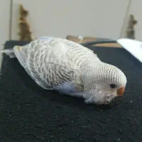 مرغ عشق گمشده مسکن مهر