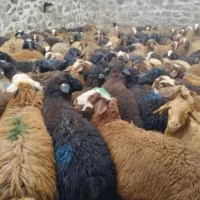 گوسفند زنده ارگانیک گوشواره بهداشتی|حیوانات مزرعه|پردیس, فاز ۲|دیوار
