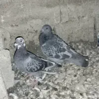 کبوتر پلاکی 40عدد|پرنده|سپیدان, |دیوار