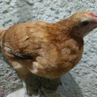 نیمچه|حیوانات مزرعه|اندیمشک, |دیوار