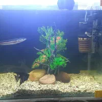 چانا سرماری جاینت