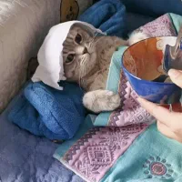 چا ه کن گربه پا لانه