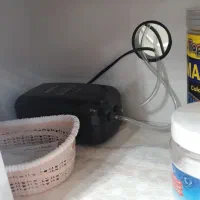 آکواریوم دلسا|ماهی|یزد, |دیوار