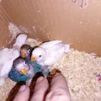 کوتوله سرلاکی