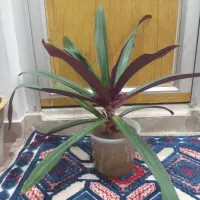 گل موسی در گهواره