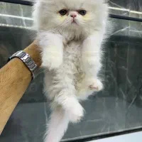 گربه پرشین سوپرفلت اگزوتیک ۲ ماهه