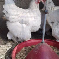 مرغ خروس لاری برهما کلین