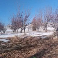 سلام هرس درخت سیب وهلو وغیره|خدمات باغبانی و درختکاری|تخت سلیمان, |دیوار