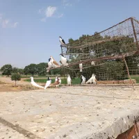 کبوتر پرنده سیاپوش