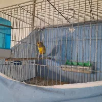 نر ابلغ سالم سرحال