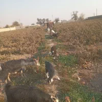 چند راس بزغاله و بز ابستن|حیوانات مزرعه|پاکدشت, پاکدشت (مامازند)|دیوار