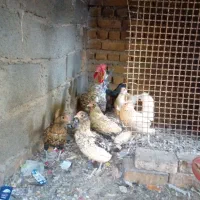 مرغ میناطوری