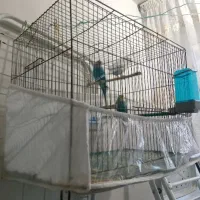 فروش مرغ عشق