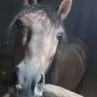 فروش کره اسب کرد نریان|اسب و تجهیزات اسبسواری|خوانسار, |دیوار