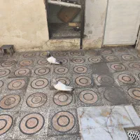 کفتر سینه سبز|پرنده|شیراز, شریف‌آباد|دیوار