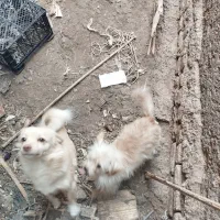 سگ پاکوتاه جهت معاوضه