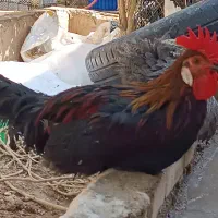فروش خروس محلی نه ماهه