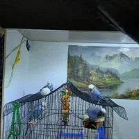 مرغ عشق انگلیسی