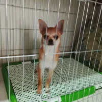 سگ شیواواقیمت33تخفیف کوچیکم دارع|سگ|ری, صفاییه (چشمه علی)|دیوار