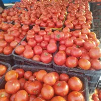 گوجه ربی قوچان مستقیم از کشاورز