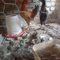یک عدد جوجه مرغ ویک عدد جوجه خروس ویک جفت کفتر