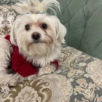 سگ شیتزو|سگ|رباط‌کریم, رباط‌کریم|دیوار