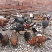 بوقلمون نر ماده ۸ ماهه|حیوانات مزرعه|اردبیل, |دیوار