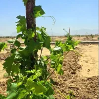 زمین باغی سند دار|فروش زمین و ملک کلنگی|شاهین‌شهر, گرگاب|دیوار