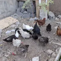 مرغ و خروس محلی اردک