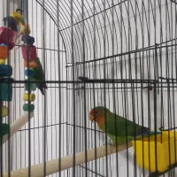 کوتوله برزیلی|پرنده|قرچک, محمد آباد|دیوار