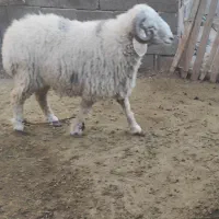 بره نر محلی چاق و سرحال دارای وزن 40تا 50 کیلوگرم