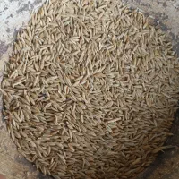 فروش جو دیم
