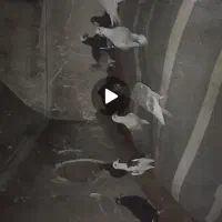 تعدادی کبوتر جوان وکفتر بام