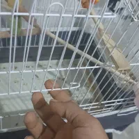 طوطی برزیلی|پرنده|برازجان, |دیوار