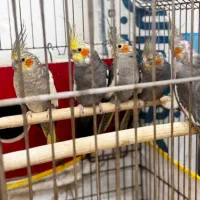 عروس سخنگو نر و ماده