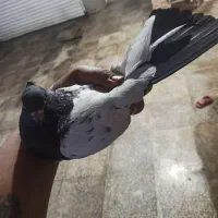 جفت سینه ای|پرنده|چمران, |دیوار