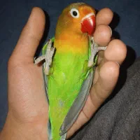 کوتوله برزیلی نر فول دستی فیشر