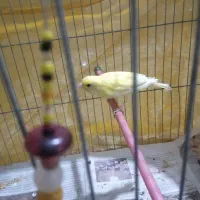 قناری طلای مست مست|پرنده|قدس, شهرقدس|دیوار