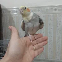 عروس هلندی نر