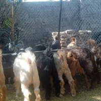 فروش 20راس کهره نر