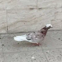 کبوتر|پرنده|تهران, مهرآباد جنوبی|دیوار