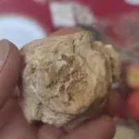 جمجمه استخوانی آدم کوتوله یافضایی چند هزارسال قد|کلکسیون اشیاء عتیقه|فسا, |دیوار