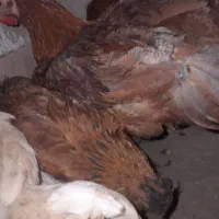 مرغ وخروس محلی