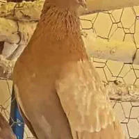 زرد اصفهانی عتیقه